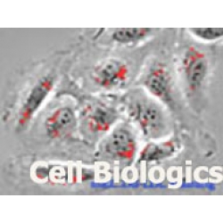 Hamster Primary Pulmonary Vein Endothelial Cells